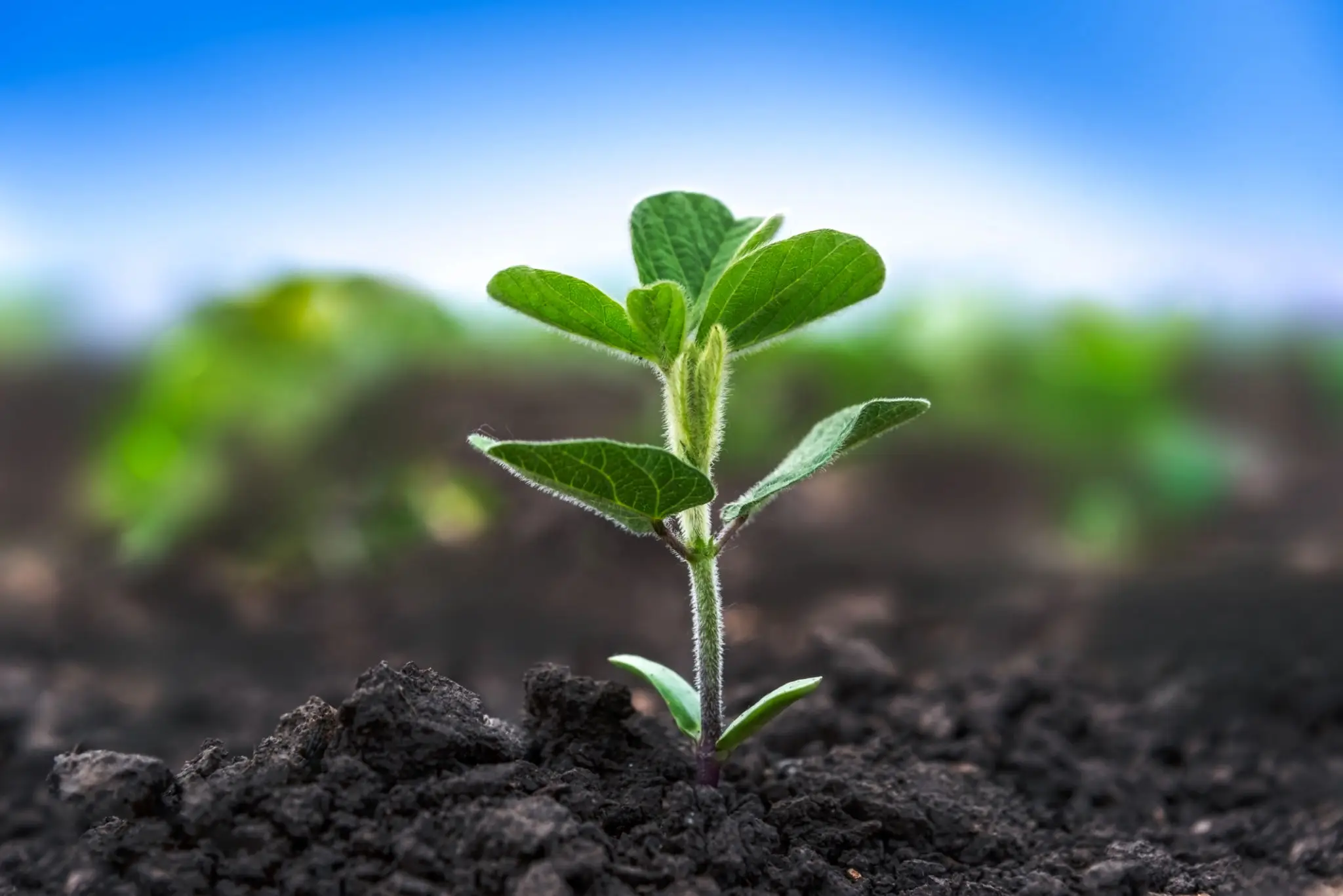 A young green plant sprouting from rich soil under a clear blue sky.