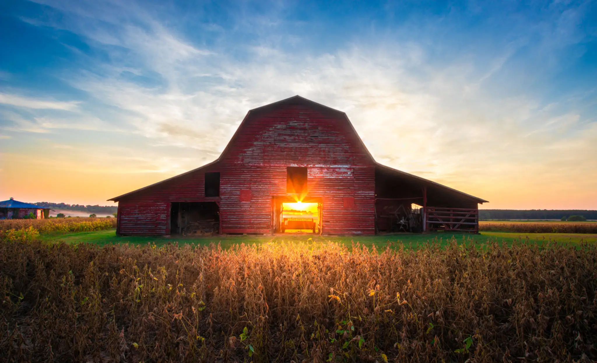 Sunset shines through an old red barn in a field.