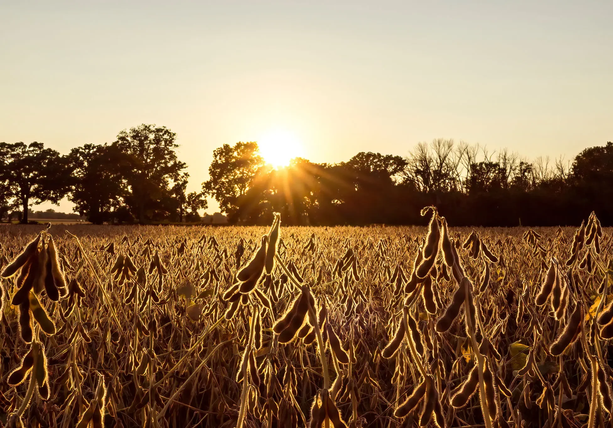 Golden sunset over a field of crops with trees in the background.