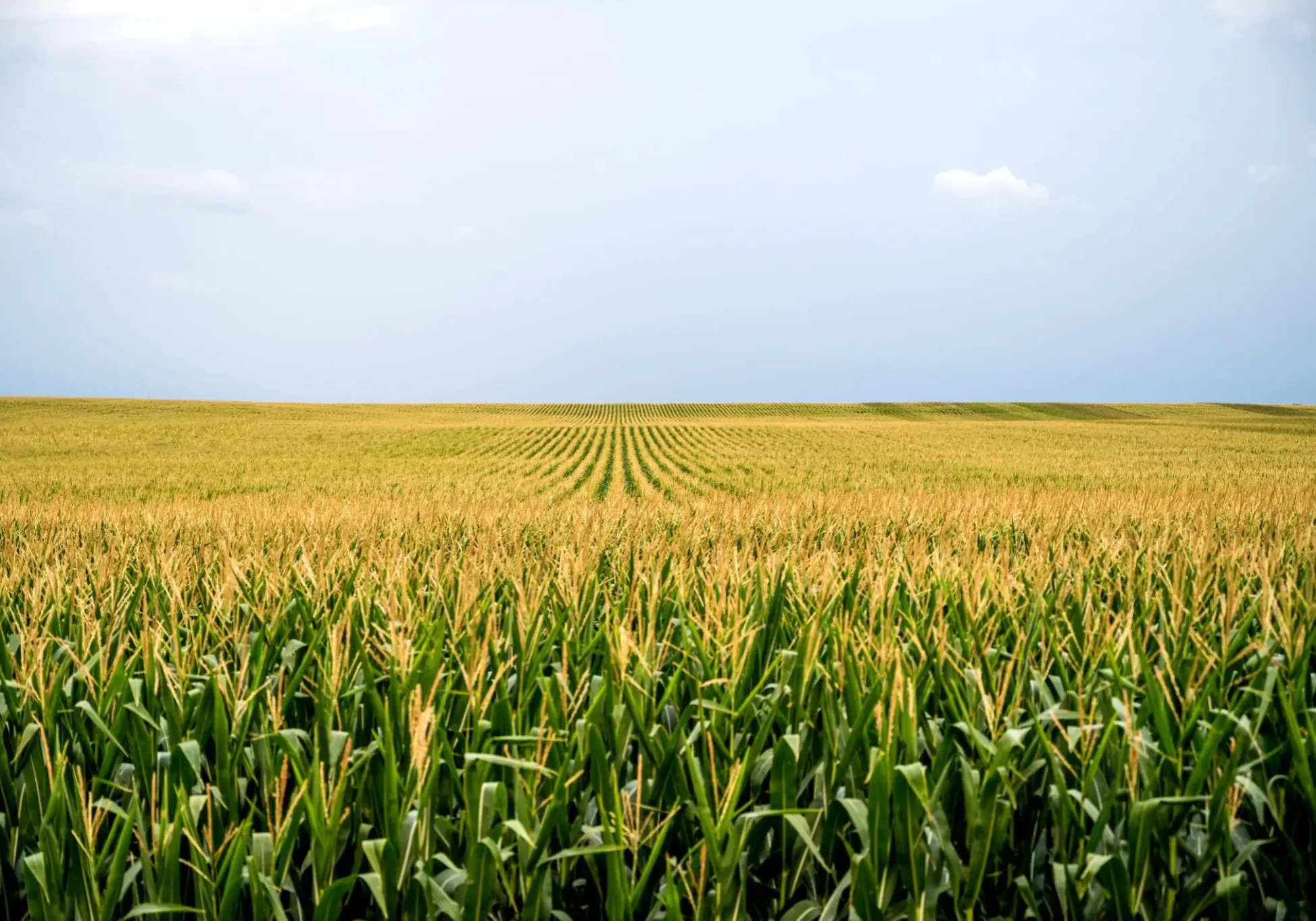 A vast cornfield under a clear sky with neat rows of tall green corn plants.