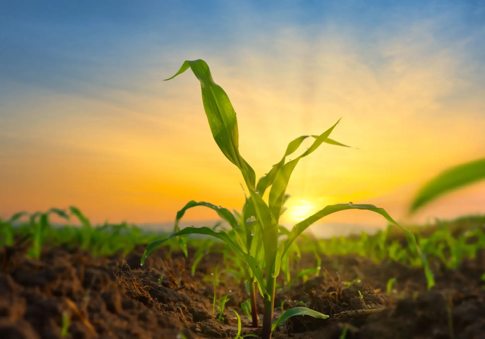 Young corn plant growing in soil at sunrise.