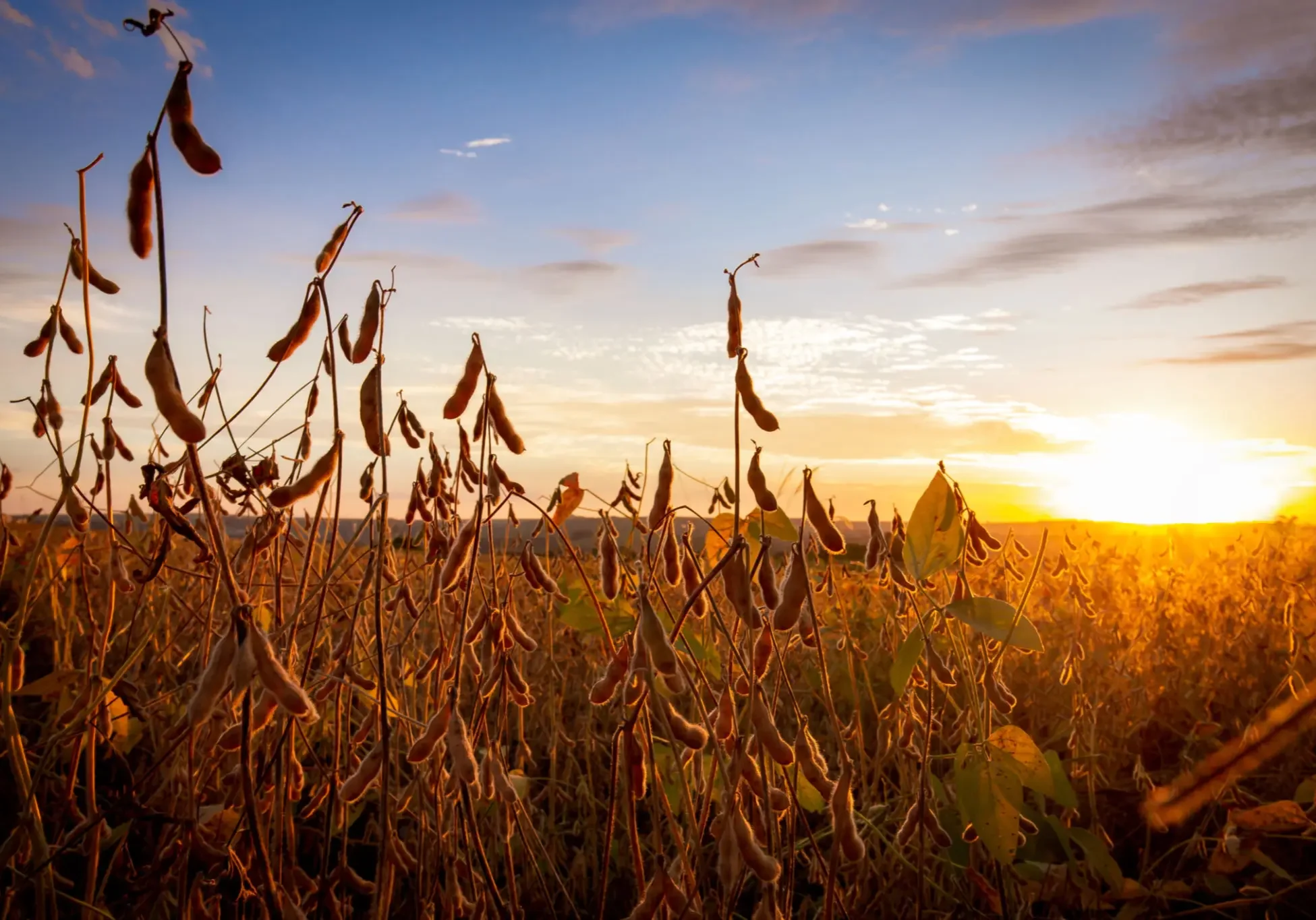 Golden sunset over a field of tall grasses swaying gently in the breeze.